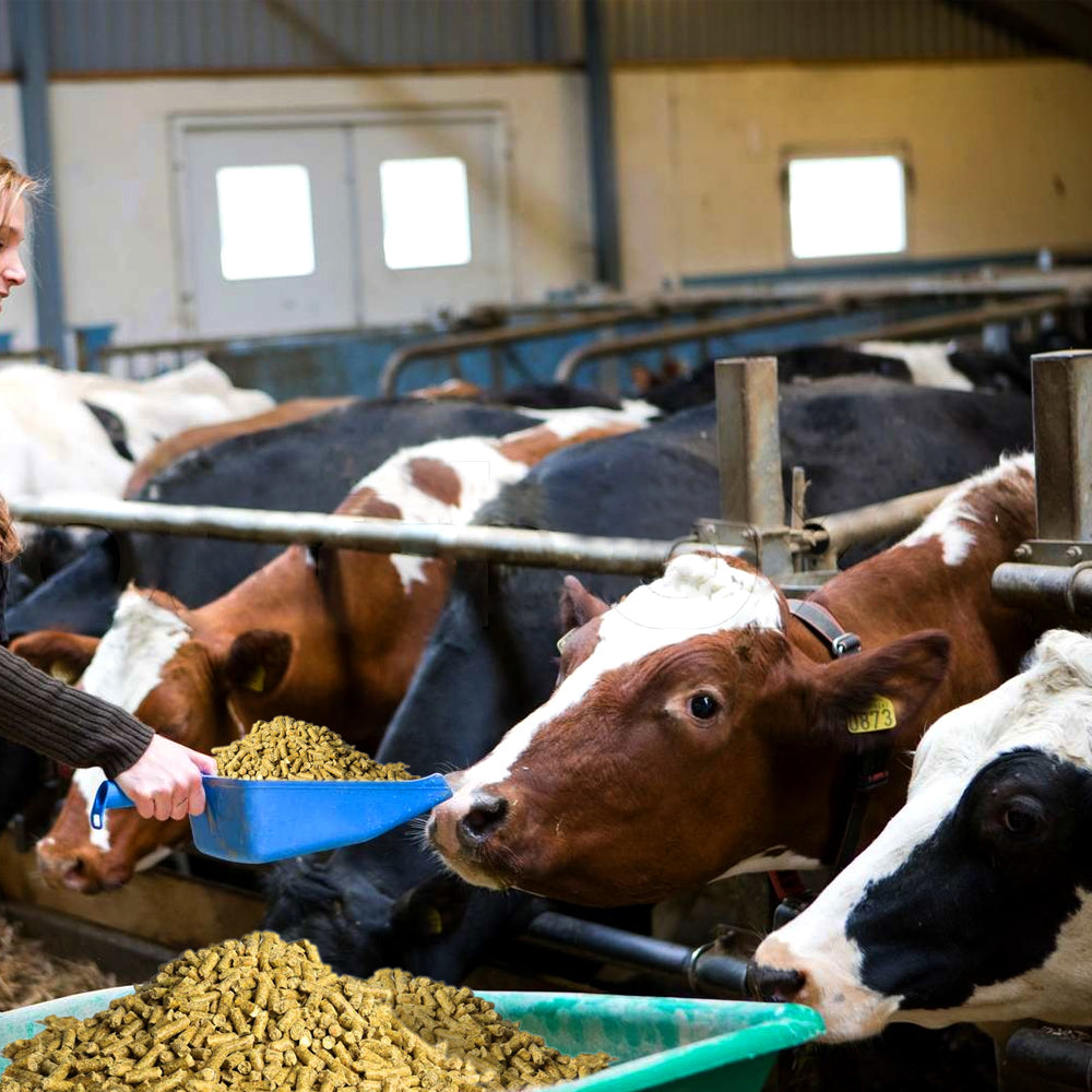 Beikircher Mangimi - Pulmosan Pellet 15Kg Con Selenio Organico, Polifenoli Antiossidanti