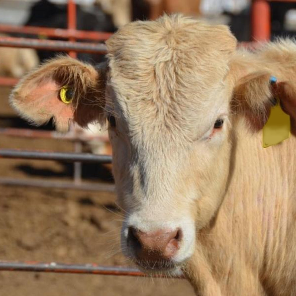 Marca auricolare Flexo Plus