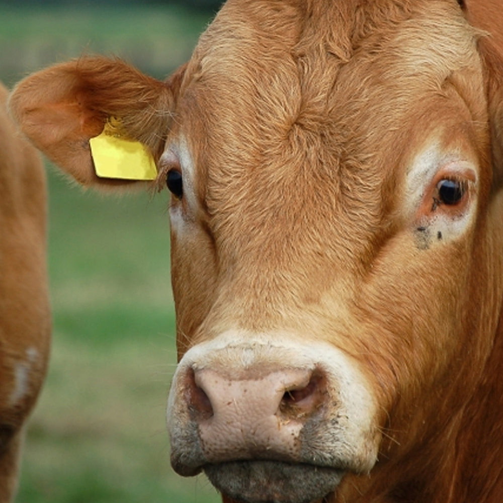 Marca auricolare Flexo Plus