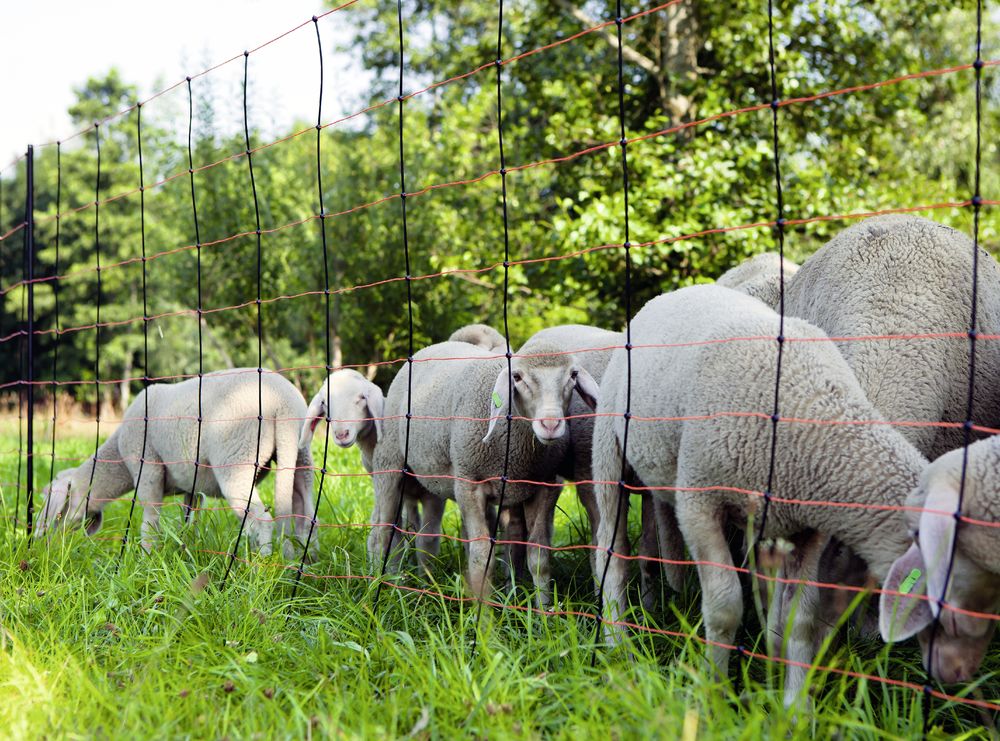 Rete Elettrica per Pecore TitanNet