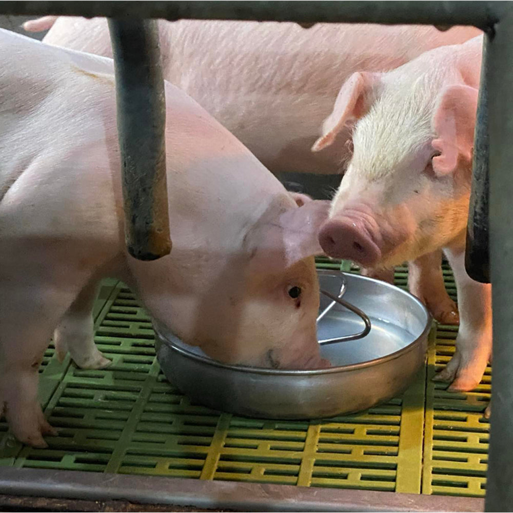 Ciotola per maialini in acciaio inox 2L