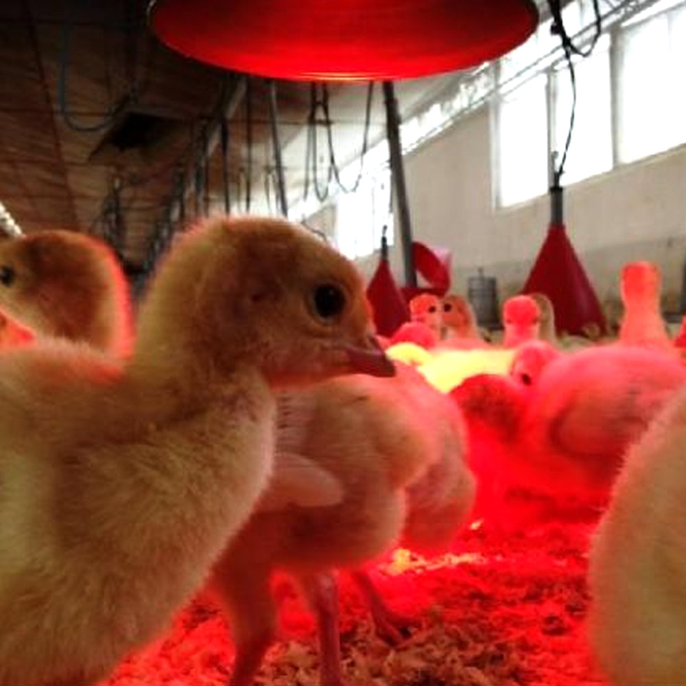 Infrared Heat Lamp Kerbl