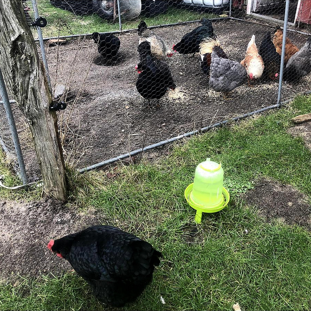 Abbeveratoio per Galline in Plastica Verde Chiaro