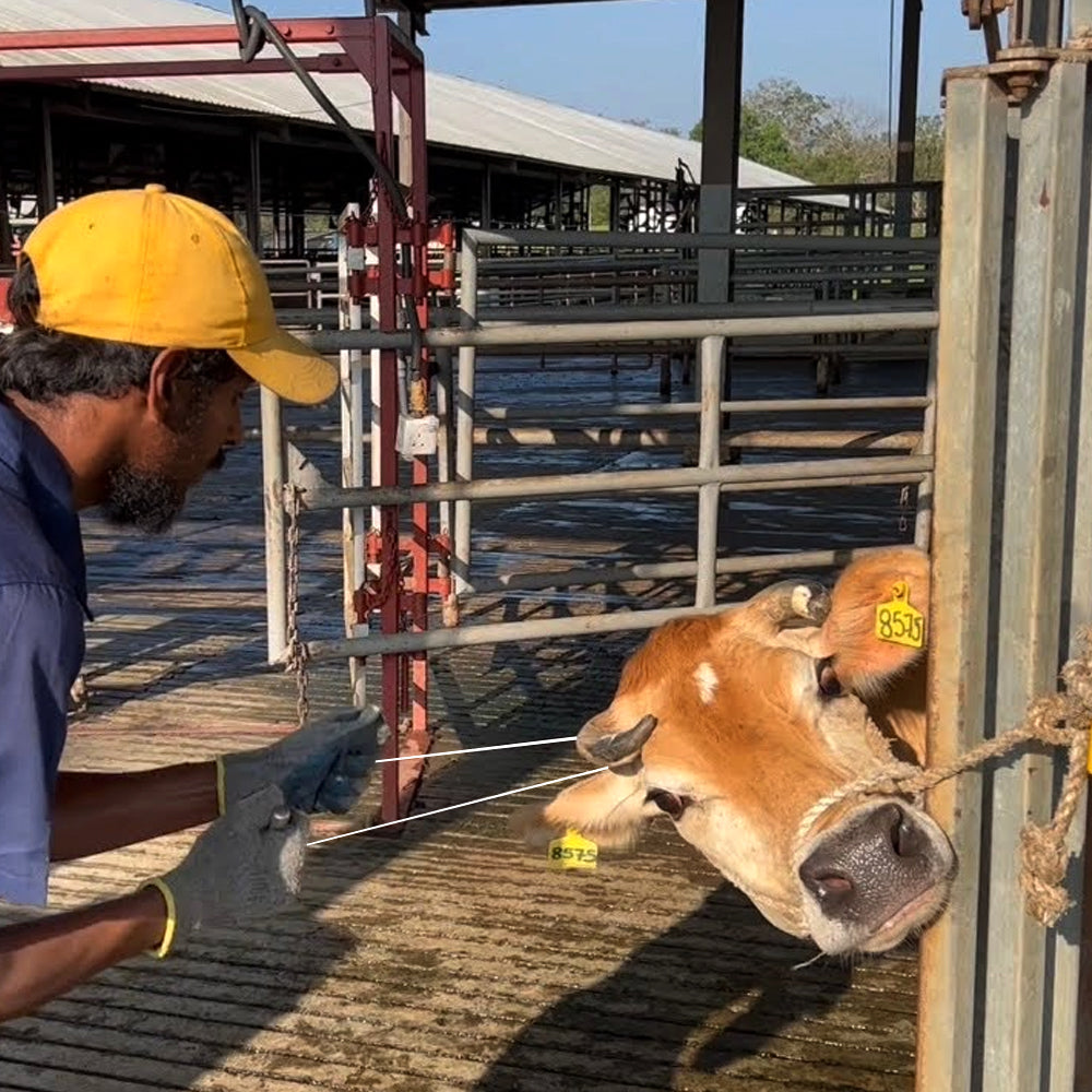 Accessori decornatore Sega a filo