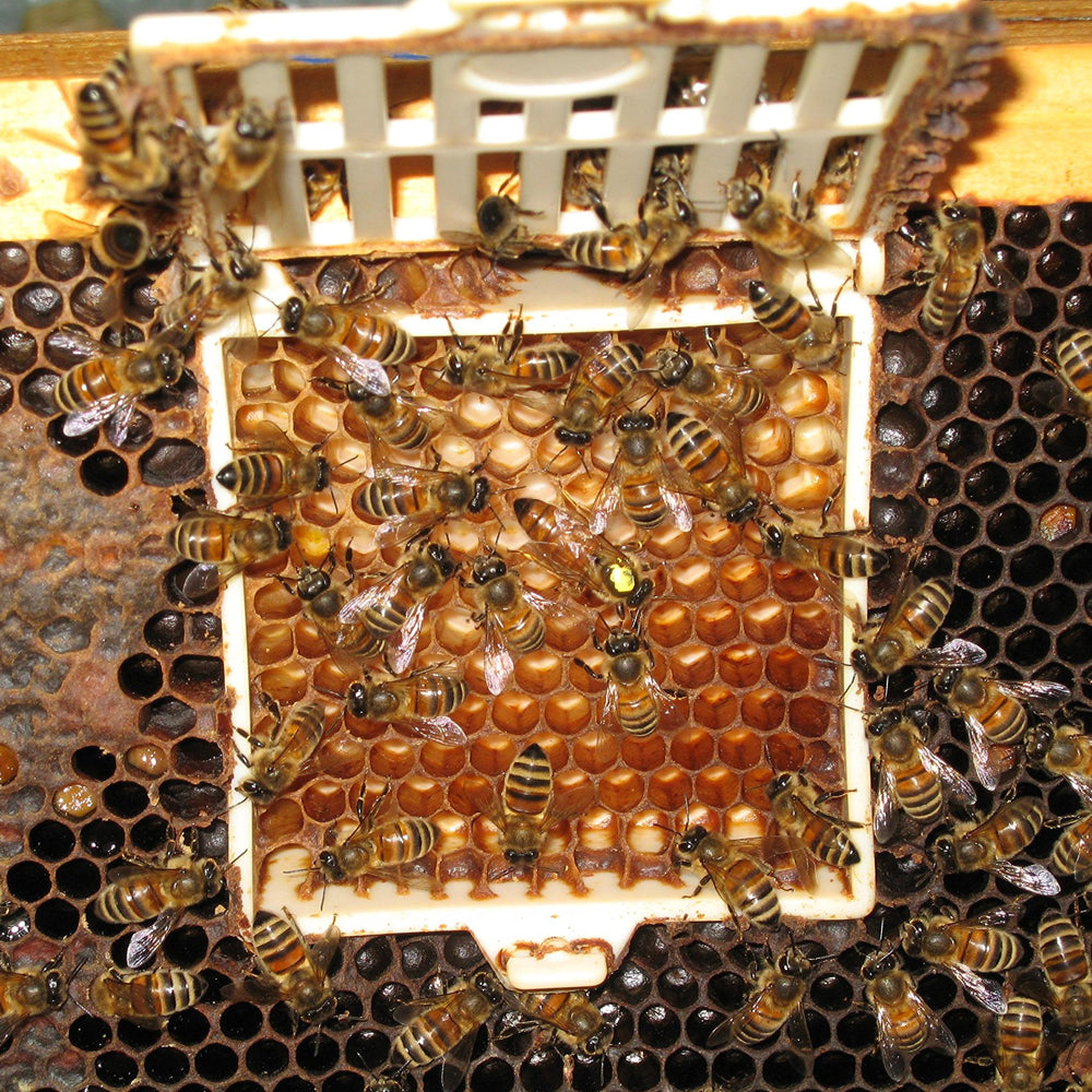 Stop alla Regina della covata 'Scalvini' in plastica