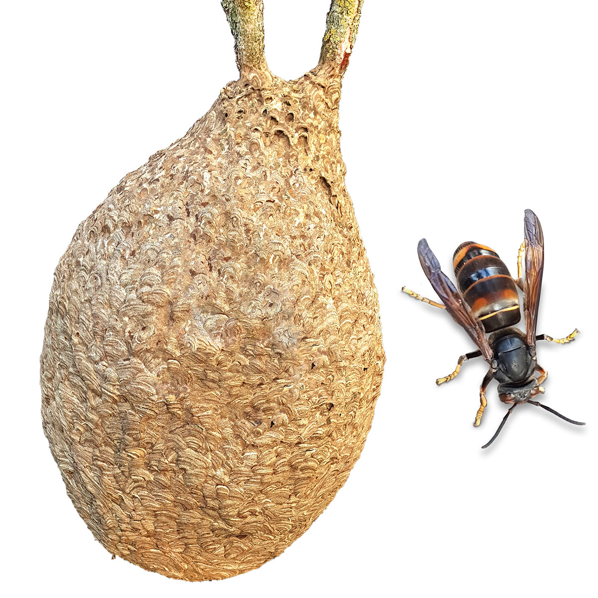 Trappola VespaCatch per Vespe Asiatiche