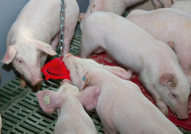 Anello Da Mordere Per Suinetti 75 cm