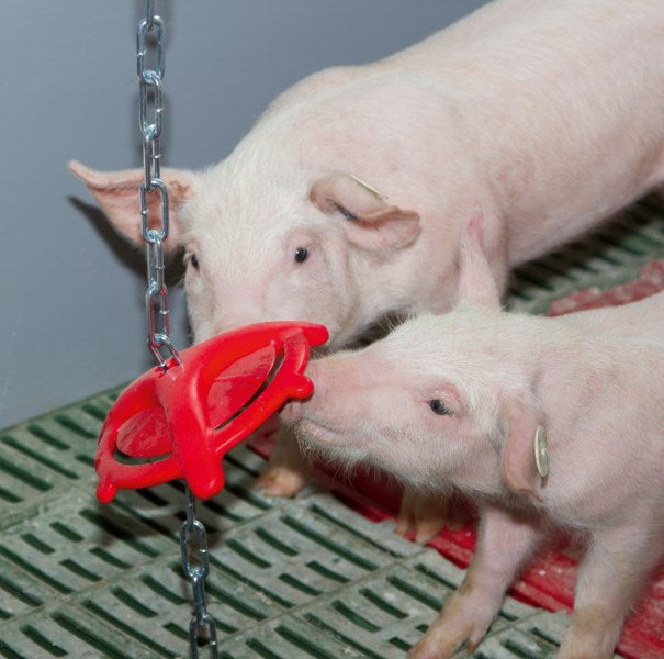 Anello Da Mordere Per Suinetti 75 cm