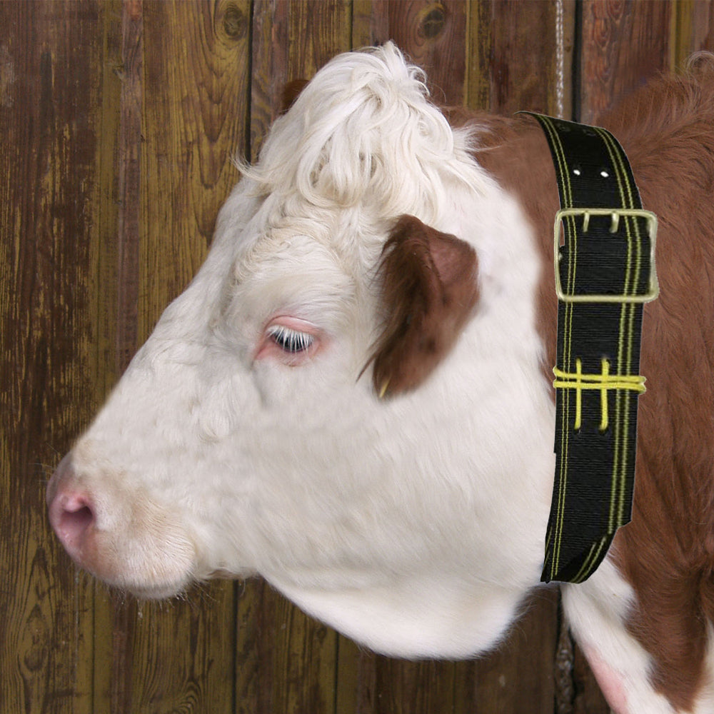 Collari per campana con fibbia a doppio ardiglione