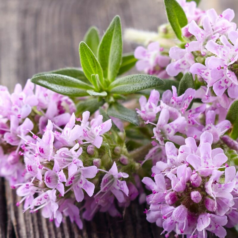 Natusat Thymian Sirup 1 Liter