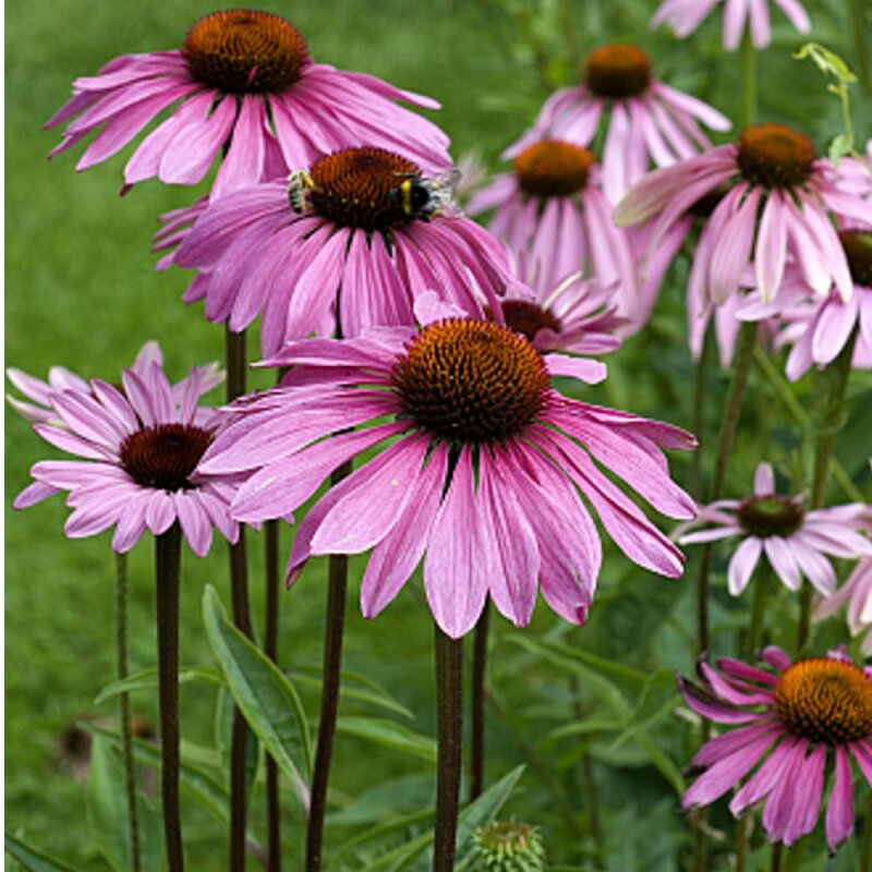 Echinacea Purpurea Succo Rinforza il Sistema Immunitario Naturalmente