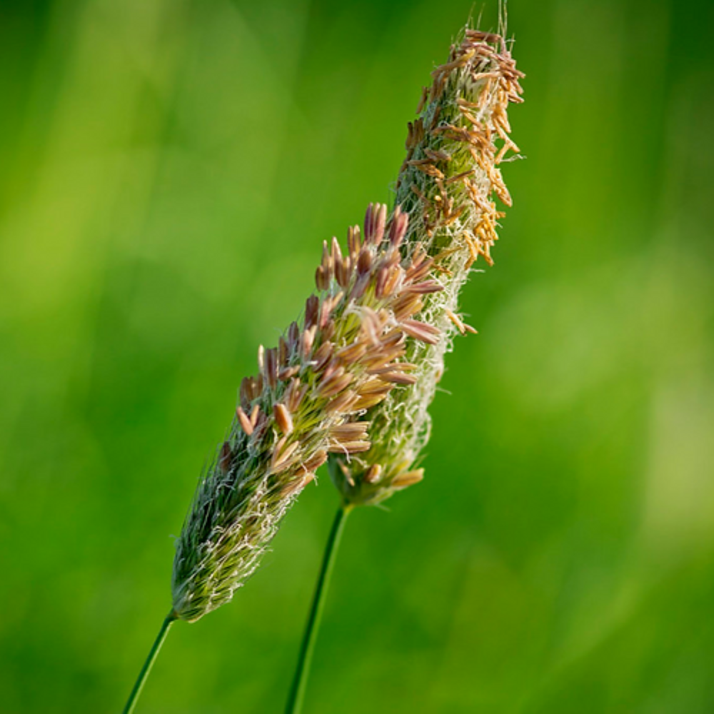 Wiesenfuchsschwanz (coda di volpe comune) – erba perenne a fioritura precoce con teste di semi uniche