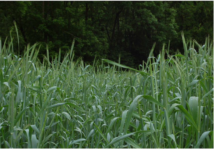 Green Rye Protector 30kg – Fast-Growing & Early Forage Production