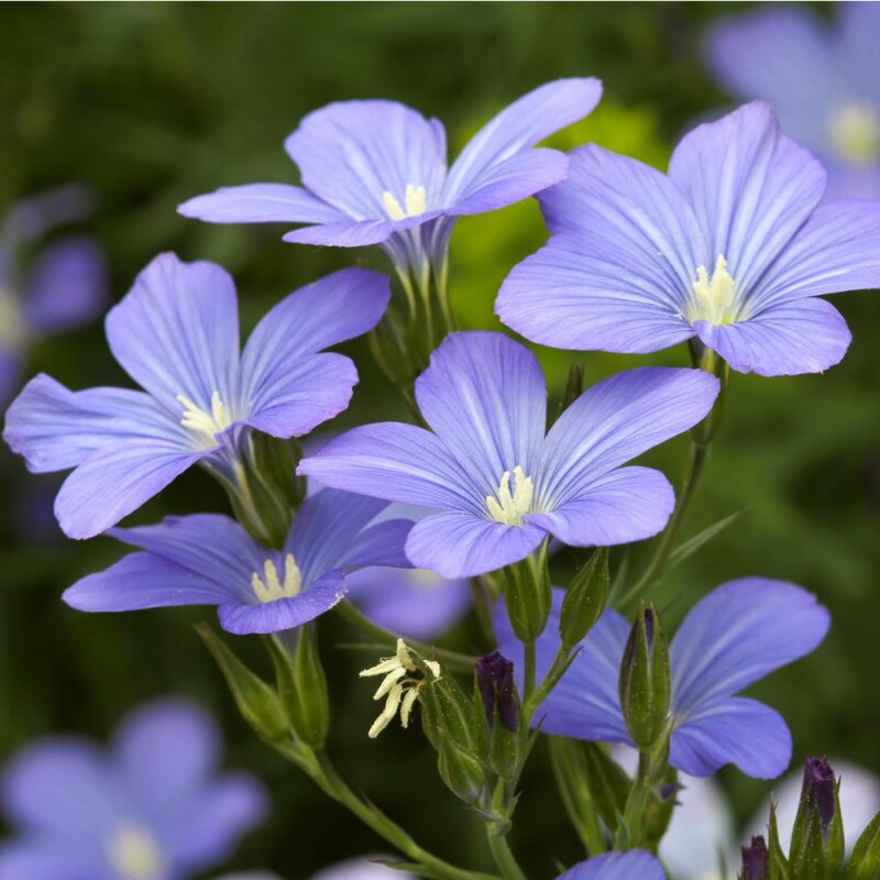 Natusat Leingold 5 Kg - Alimentazione Naturale Per Il Tuo Benessere