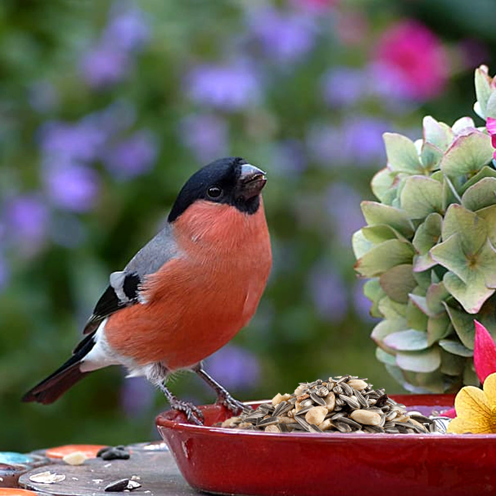 Mangime Panto Premium Streufutter Per Uccelli Selvatici 1,7kg