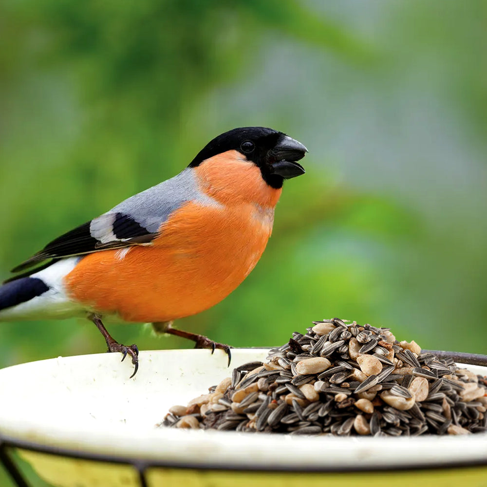 Mangime Panto Premium Streufutter Per Uccelli Selvatici 1,7kg