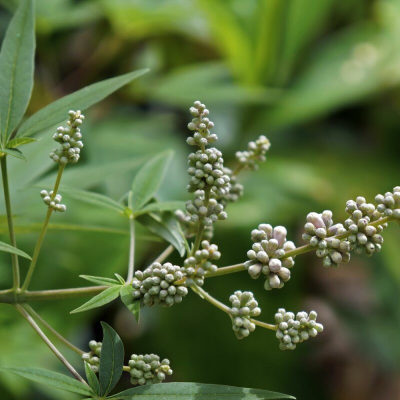 Natusat Mönchspfeffer 500g per Cavalli