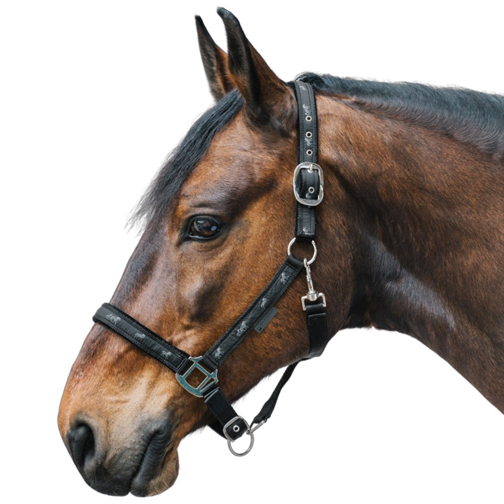 Cavezza Cavallo Pferdchen Con Imbottitura Morbida Regolabile