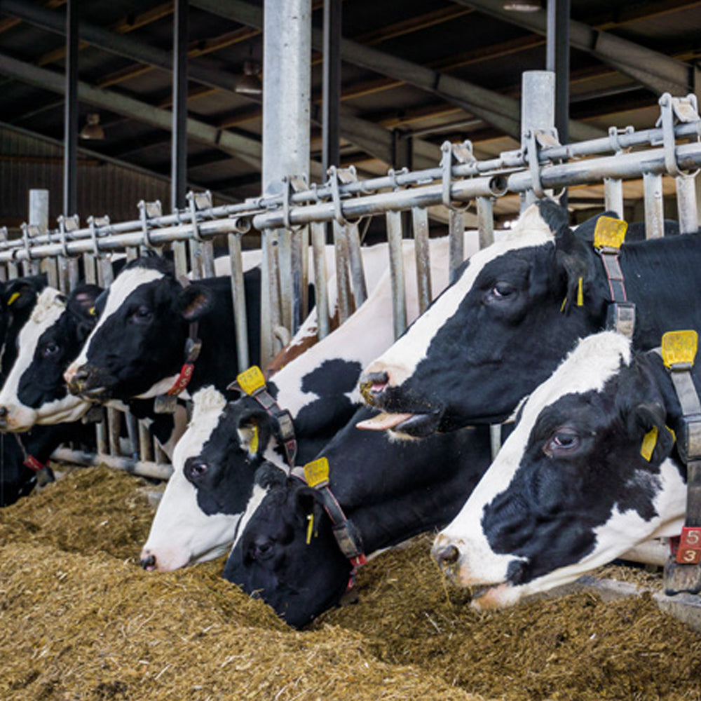 Spazio per alimenti con pinze - Buffer di arresto per una gestione sicura del carico