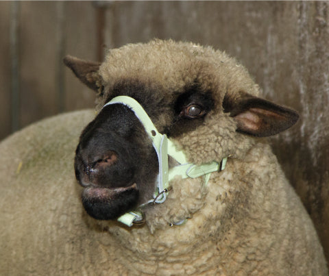 Kopfhalfter Fur Schafe - Nylon