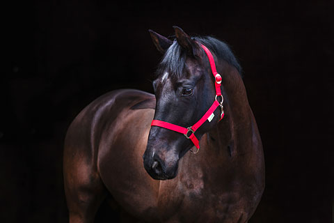 Accessori cavallo capestro