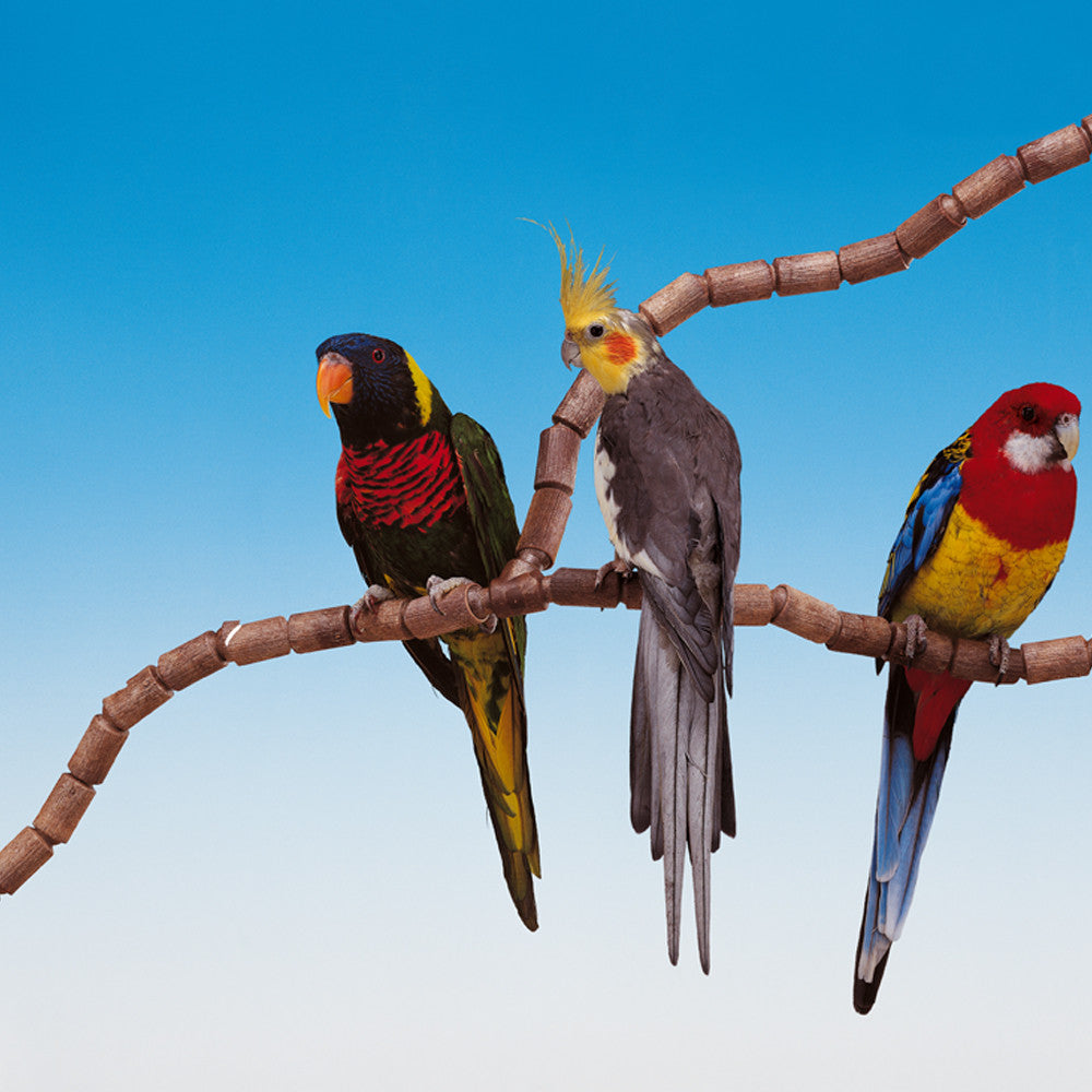 FLEX 4192 Posatoio modulare in plastica per calopsiti e parrocchetti