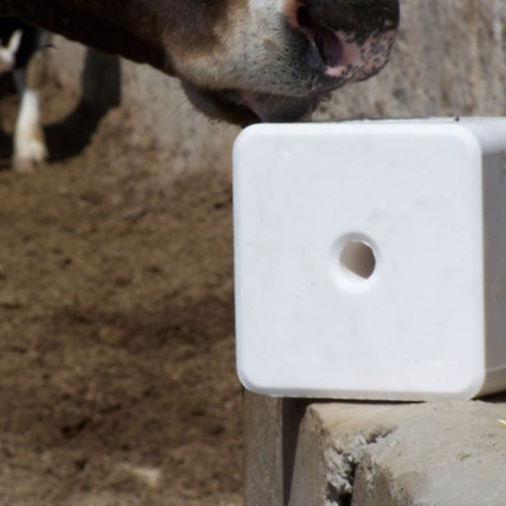 Nutrizione animale con sale bianco