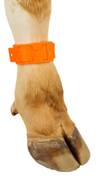 fascetta per caviglie animali