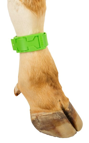 fascetta per bestiame bovino