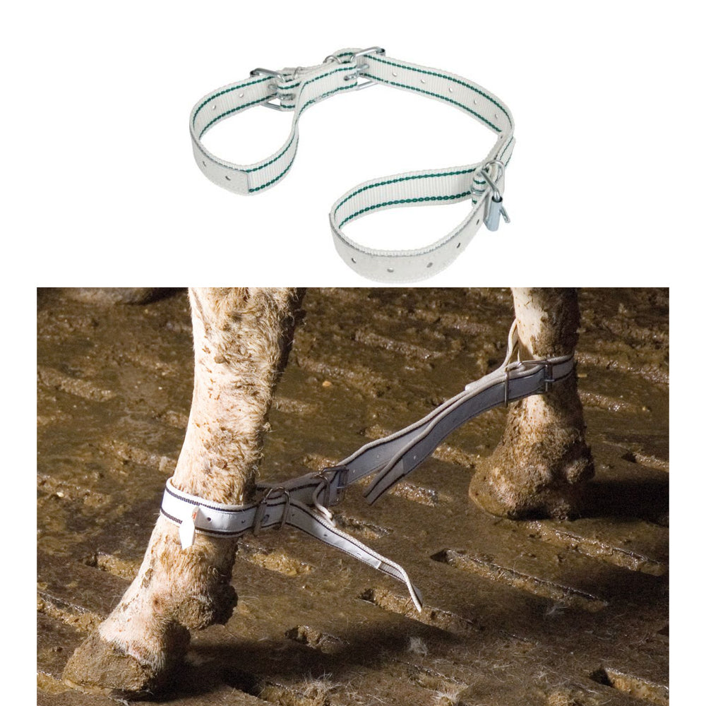 Cinghia anti zoppicaamento Standard