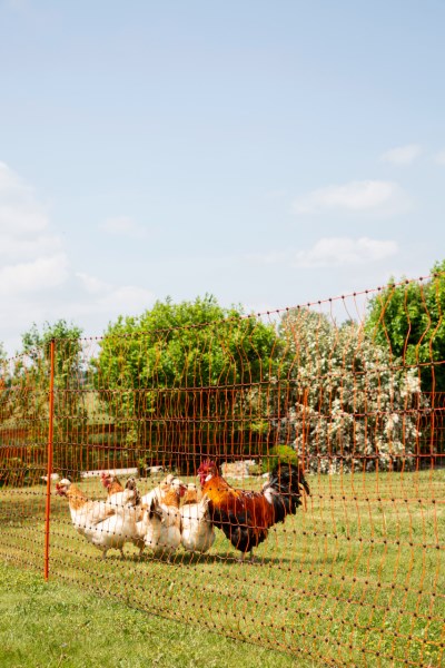 Rete per pollame 50 m