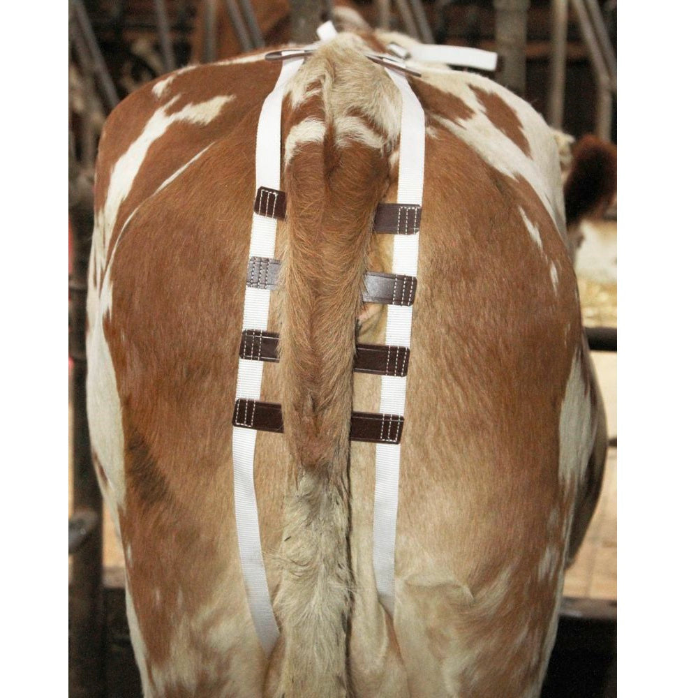 Bendaggio Antiprolasso per vacche