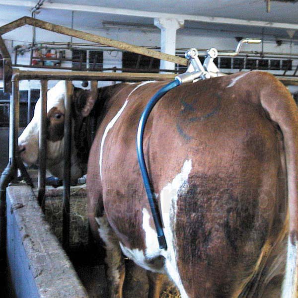 Anticalci Per Bovini Modello Amerika