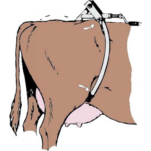 Anticalci Per Bovini Modello Amerika