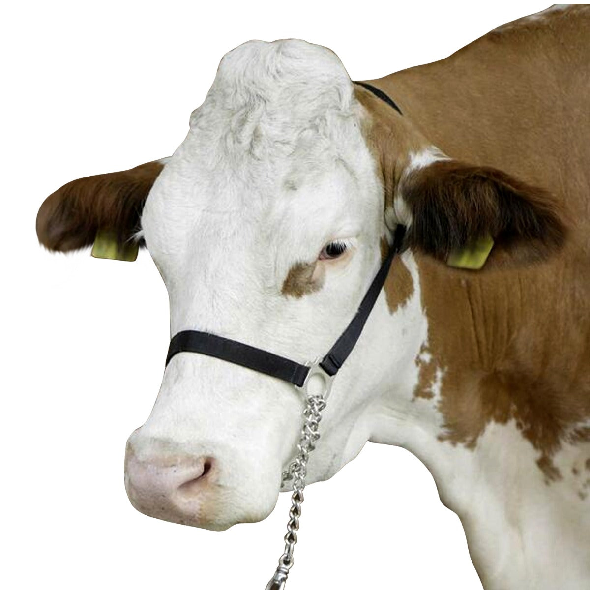 Cavezza da corda dimostrativa in nylon nero per mucca
