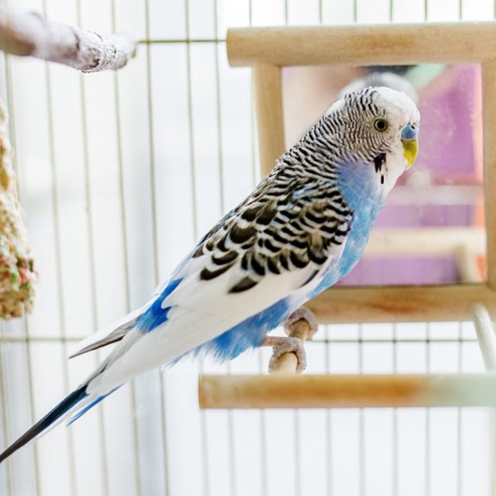 Rekord 3 Gabbia bianca per uccelli