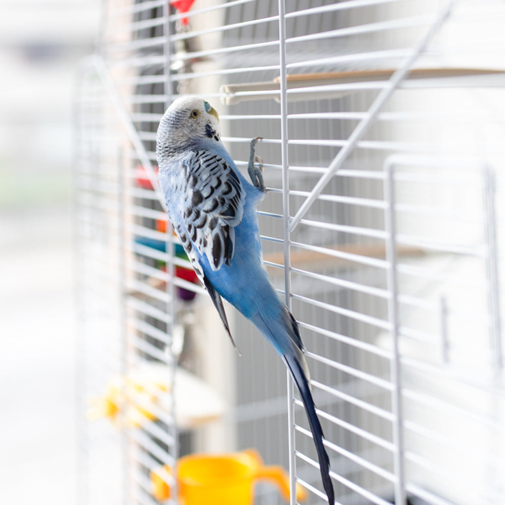 Rekord 3 Gabbia bianca per uccelli