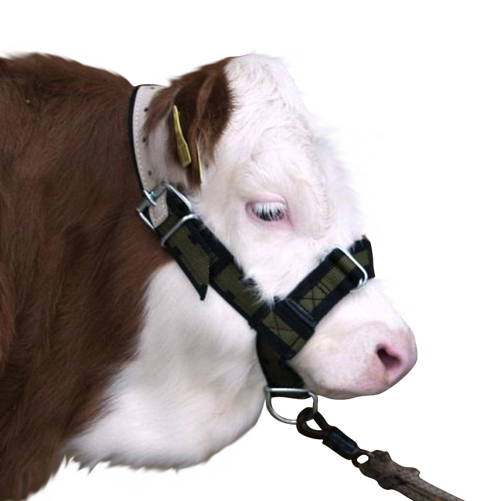 Capezza Regolabile per Bovini Personalizzazione e Controllo