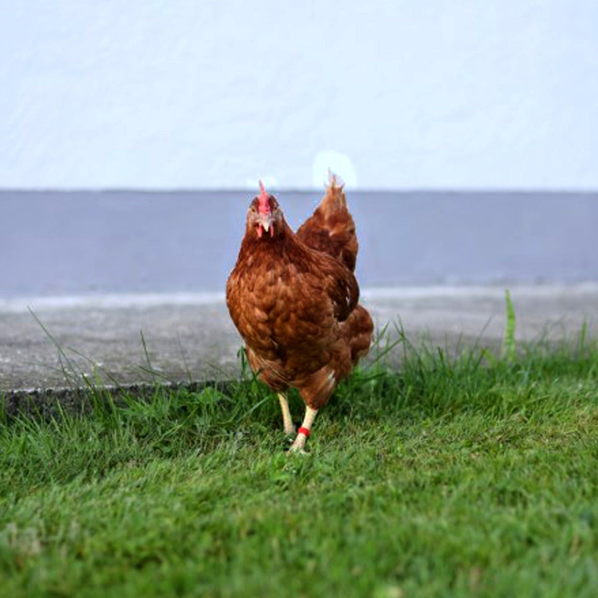 Kunststoffclip für Hühner