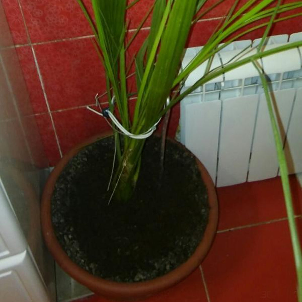 Blumenerde Universalus