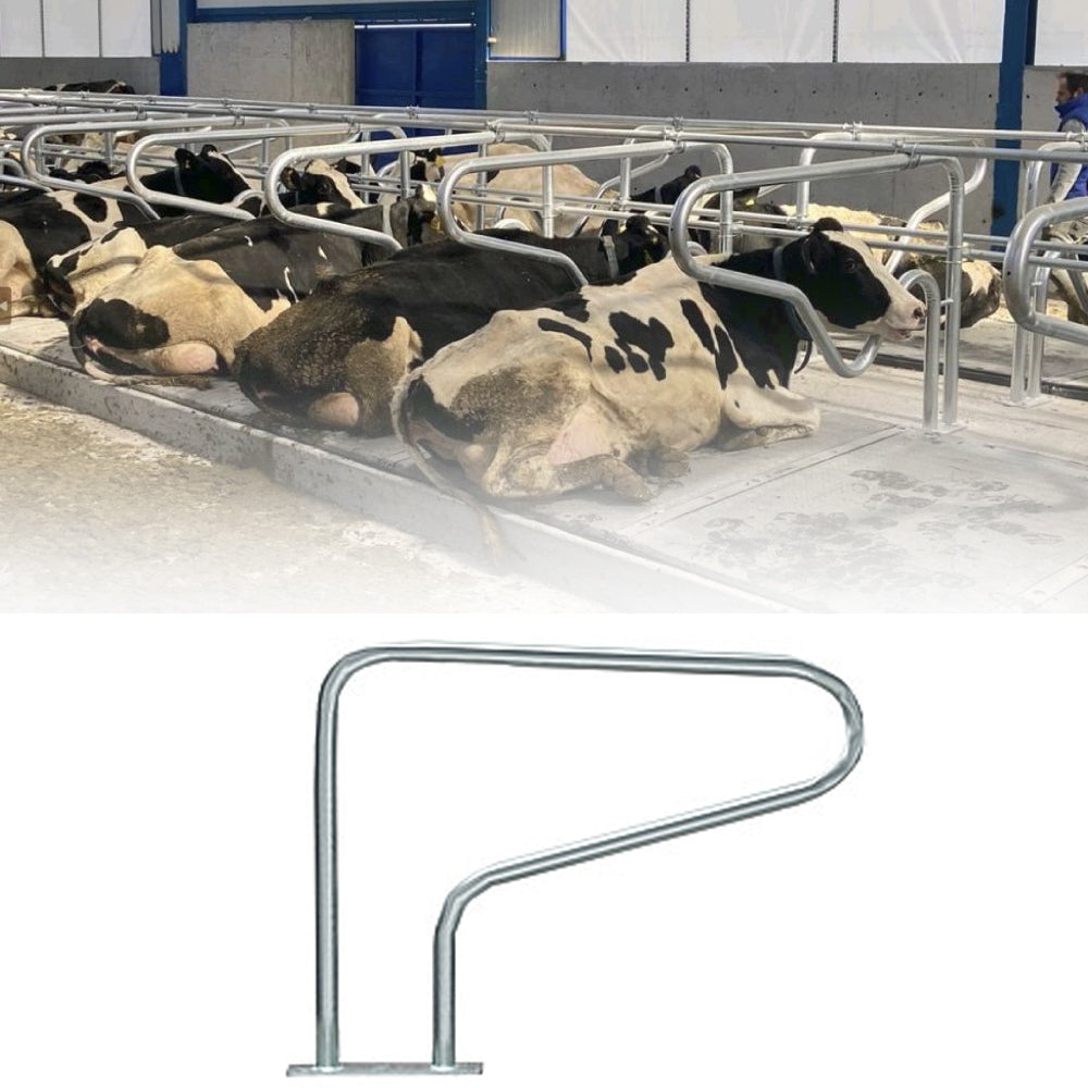 Cuccetta Zincata per Bovini da Latte: Riposo e Alimentazione