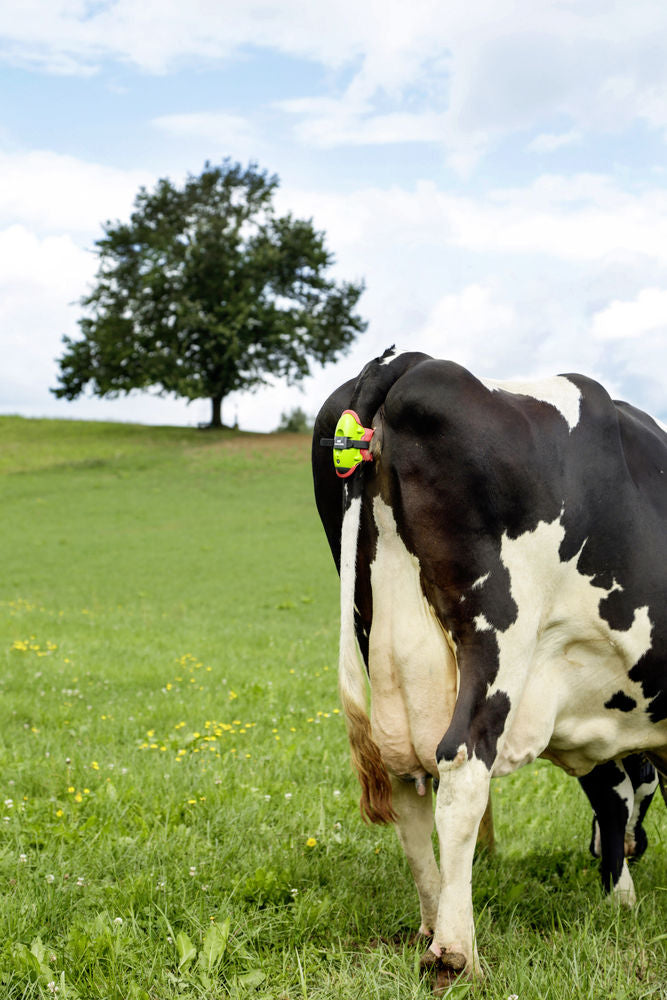 Moocall Monitor per il parto