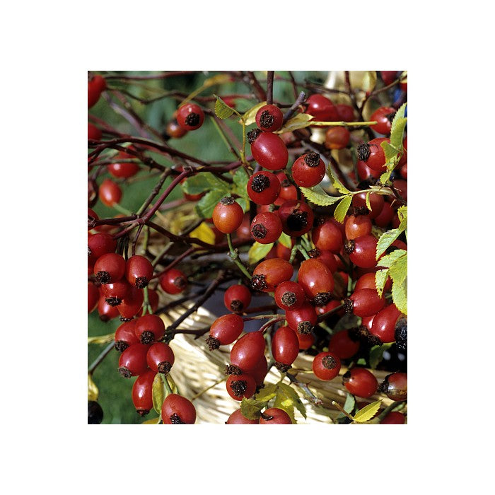 Frutti di Rosa Canina 500g - Vitamine Naturali per la Tua Salute