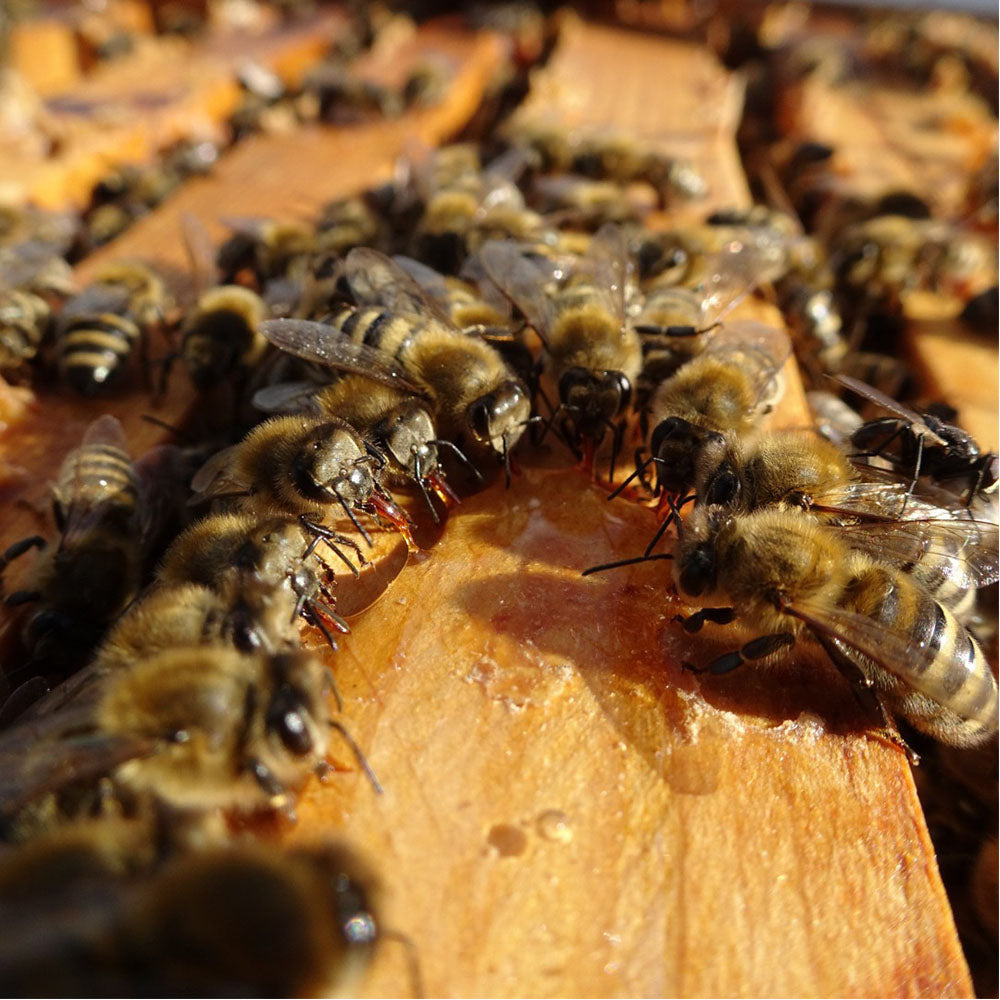 BeeElixir - mangime completo api 1L