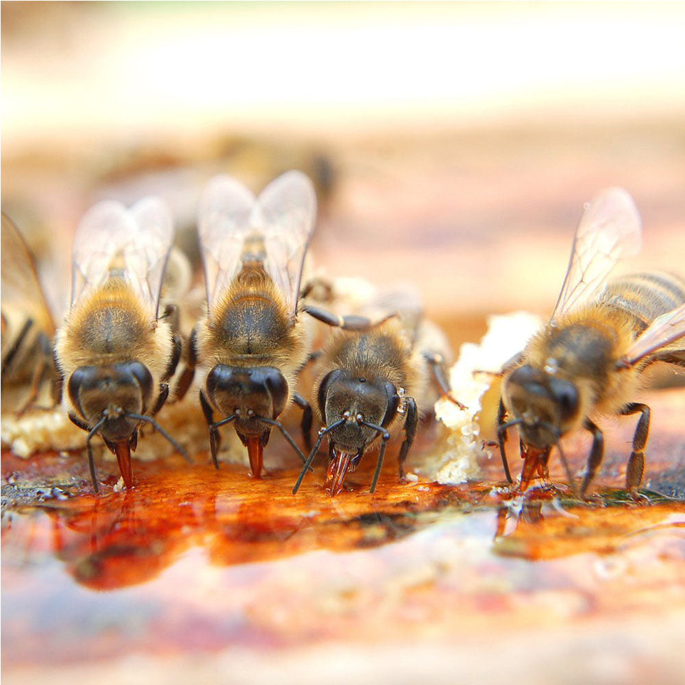 BeeElixir - mangime completo api 1L