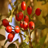 Frutti di Rosa Canina 500g - Vitamine Naturali per la Tua Salute