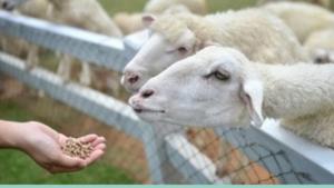 Futtermittel für Schafe und Ziegen