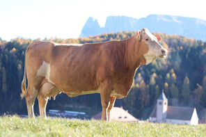 Beikircher Mangimi Bovini