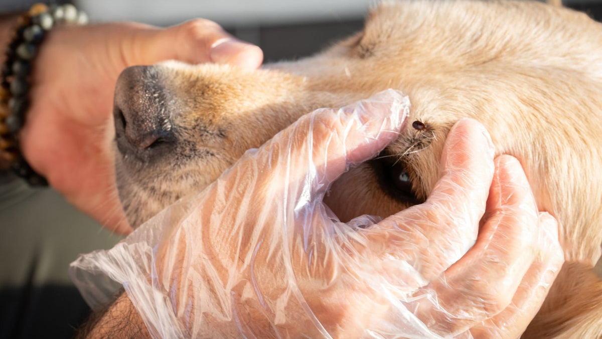 Parasite Control on Dogs – agritura