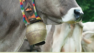 Campane e cinghie per vacche
